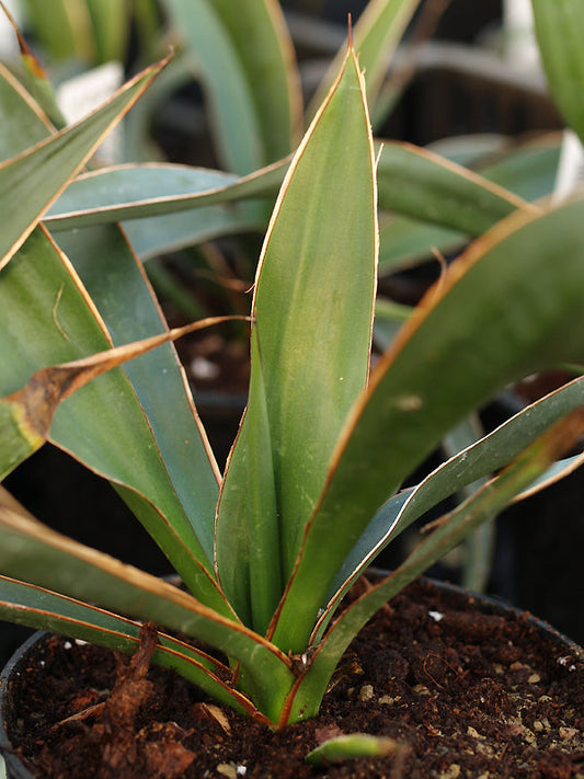 YUCCA CARNEROSANA