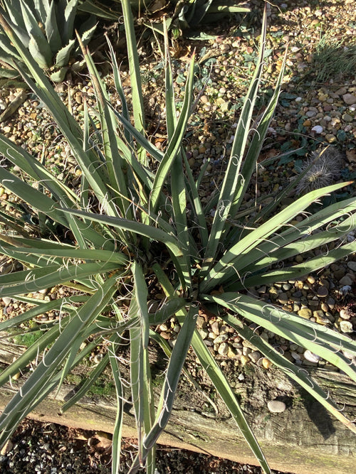 YUCCA CERNUA