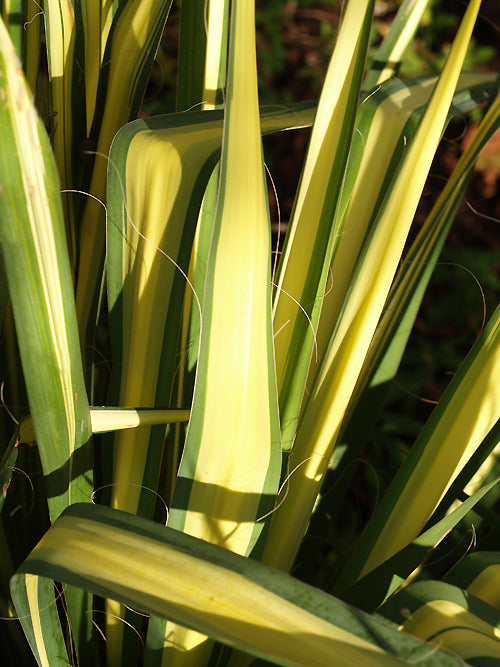 YUCCA FLACCIDA 'GOLDEN SWORD'