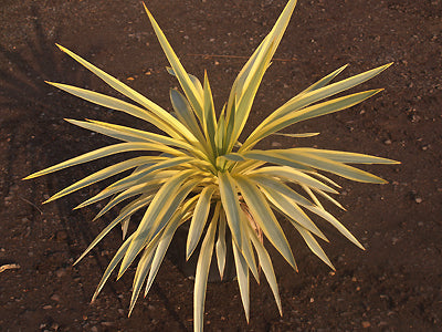 YUCCA GLORIOSA 'BRIGHT STAR'