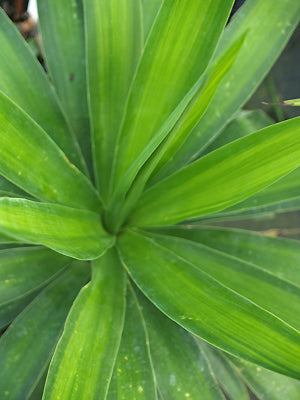 YUCCA GLORIOSA 'DODO'