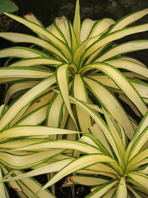 YUCCA GLORIOSA 'CREAM HEART'