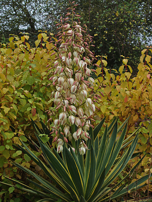 YUCCA GLORIOSA 'VARIEGATA'