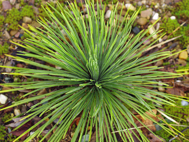 YUCCA LINEARIFOLIA