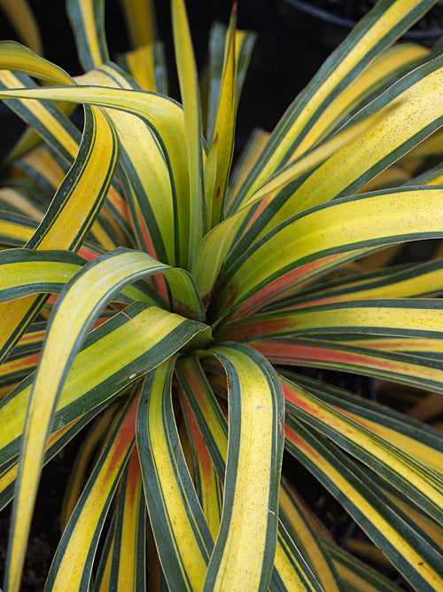 YUCCA RECURVIFOLIA 'BANANA SPLIT'