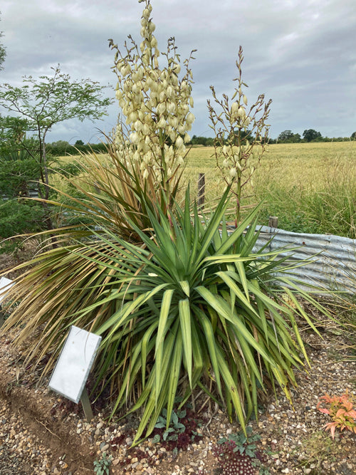 YUCCA RECURVIFOLIA 'GOLD STREAM'