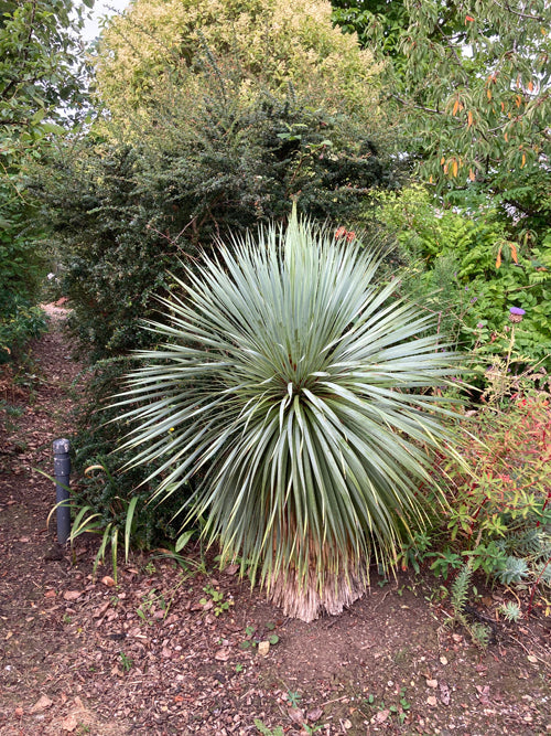 YUCCA ROSTRATA