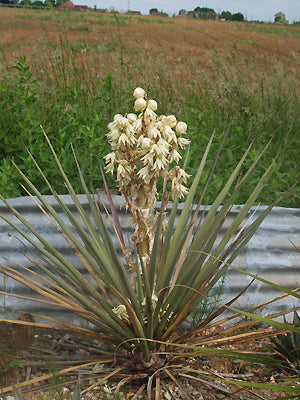 YUCCA TORREYI