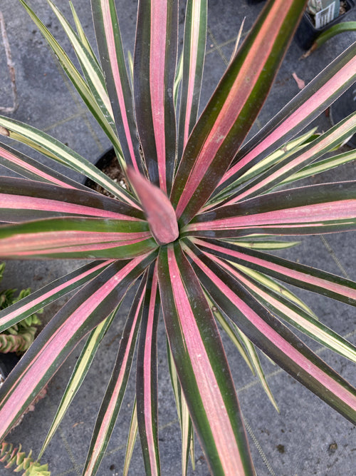 YUCCA ALOIFOLIA 'MEDIOPICTA TRIColour'