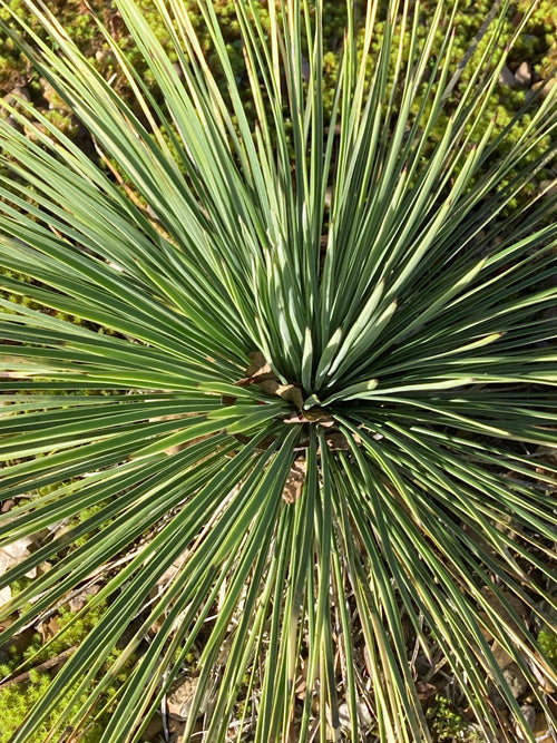 YUCCA ANGUSTISSIMA NNS 99-509