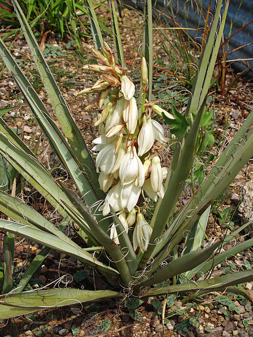 YUCCA BACCATA NNS 99-510