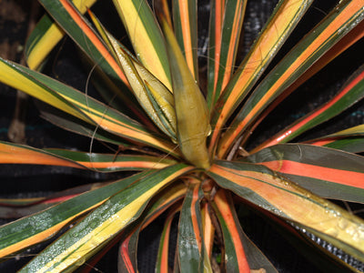 YUCCA FILIMENTOSA 'Colour GUARD'