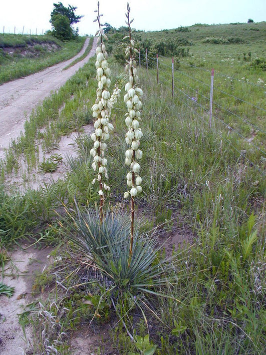 YUCCA GLAUCA