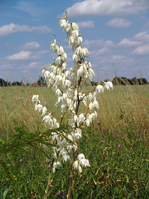 YUCCA FLACCIDA 'IVORY'