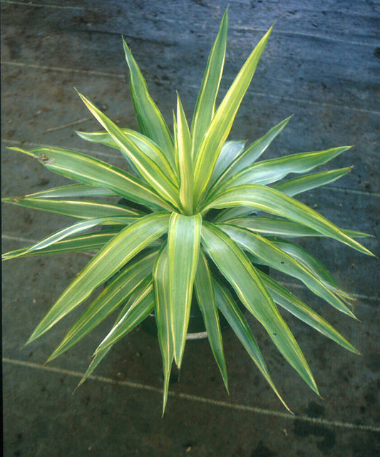 YUCCA GLORIOSA 'MOON FROST'