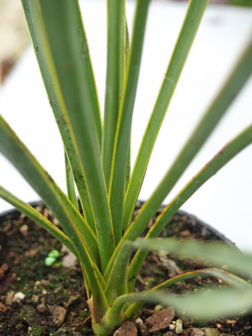 YUCCA RUPICOLA