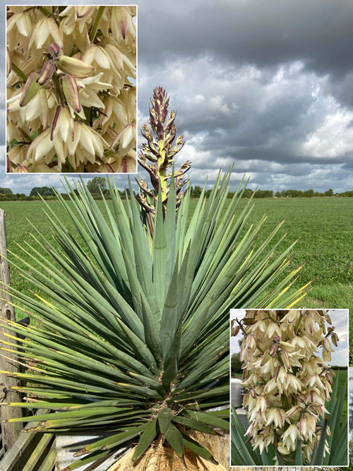 YUCCA SCHOTTII