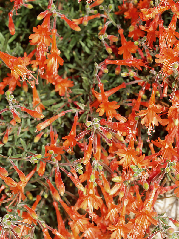 ZAUSCHNERIA CALIFORNICA 'DUBLIN'