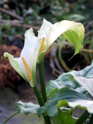 ZANTEDESCHIA AETHIOPICA 'GREEN GODDESS' (2)