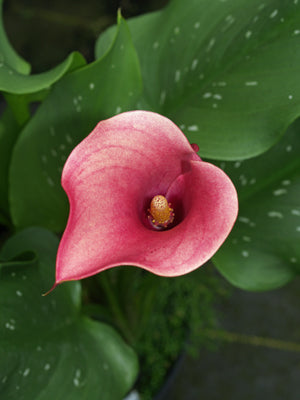 ZANTEDESCHIA 'GALAXY'