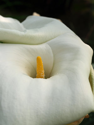 ZANTEDESCHIA AETHIOPICA SPOTTED FORM