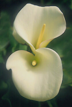 ZANTEDESCHIA AETHIOPICA DEVON CREAM TEA