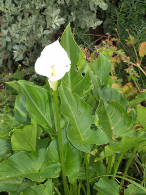 ZANTEDESCHIA AETHIOPICA from the Girls