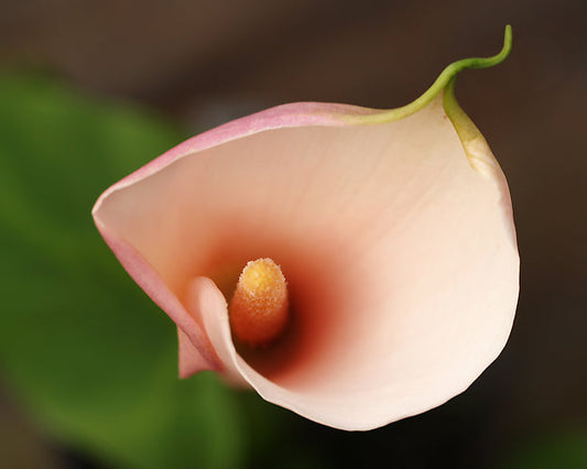 ZANTEDESCHIA 'FLAMINGO'