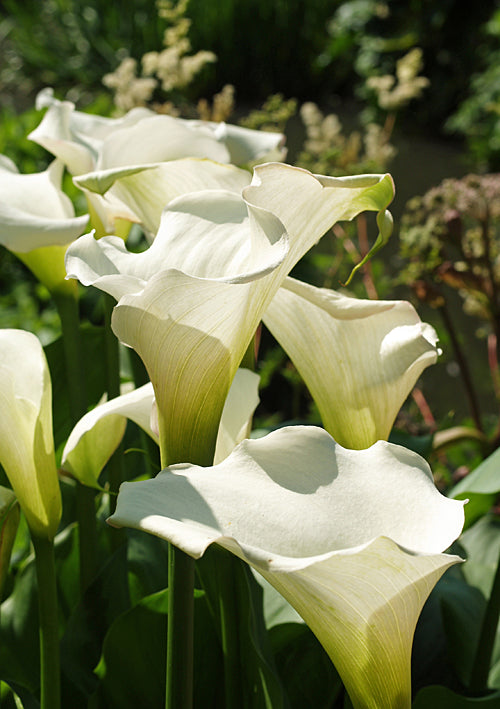 ZANTEDESCHIA AETHIOPICA 'GLENCOE'