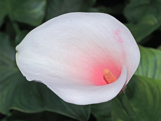 ZANTEDESCHIA AETHIOPICA 'GLOW'