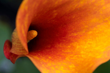 ZANTEDESCHIA 'MANGO'