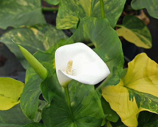 ZANTEDESCHIA AETHIOPICA 'PERSHORE FANTASIA'