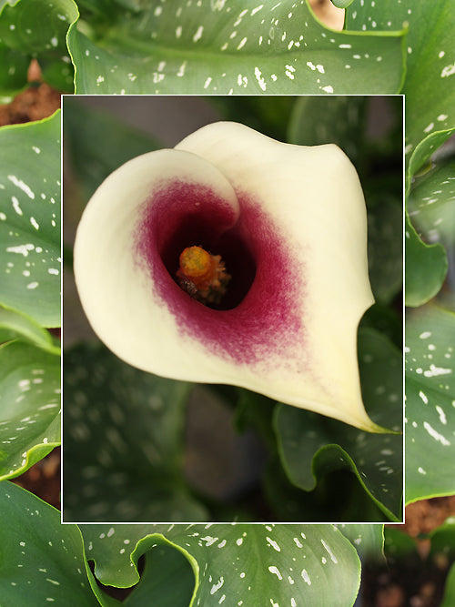 ZANTEDESCHIA 'PICASSO'