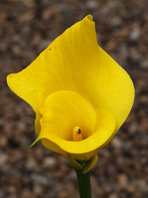 ZANTEDESCHIA 'SUNSHINE'