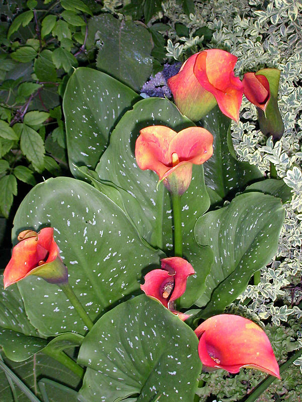 ZANTEDESCHIA 'TREASURE'