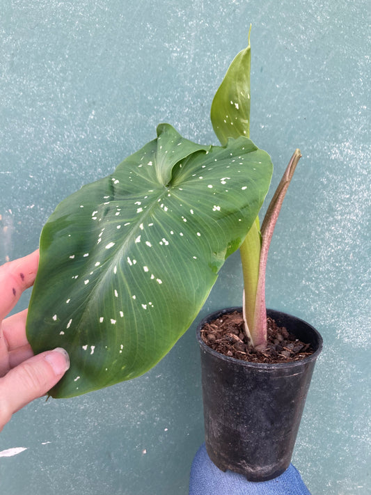 ZANTEDESCHIA AETHIOPICA 'WHITE GIANT'
