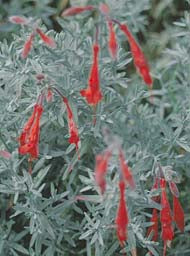 ZAUSCHNERIA CALIFORNICA 'OLBRICH SILVER'