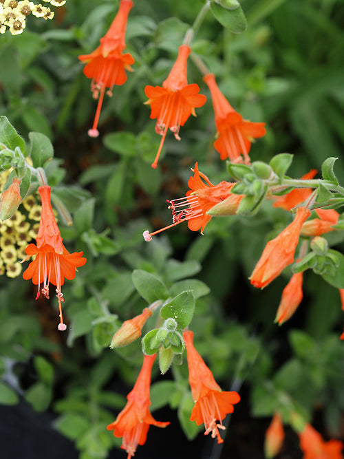 ZAUSCHNERIA CALIFORNICA 'ED CARMAN'