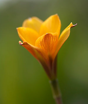 ZEPHYRANTHES CITRINA