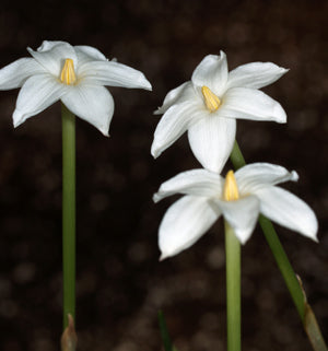 ZEPHYRANTHES DRUMMONDII