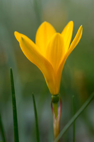 ZEPHYRANTHES FLAVISSIMA