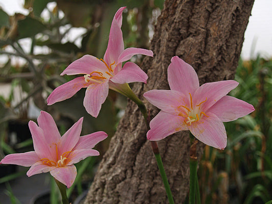 ZEPHYRANTHES GRANDIFLORUS