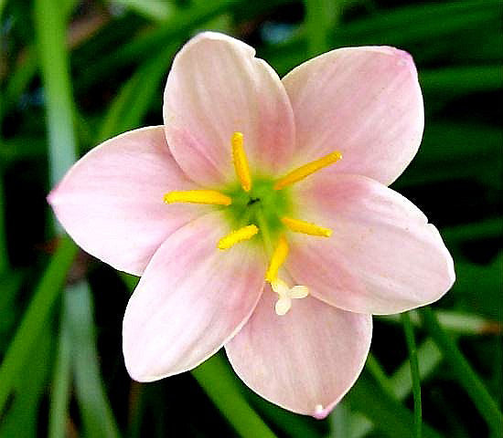 ZEPHYRANTHES 'GRANDJAX'