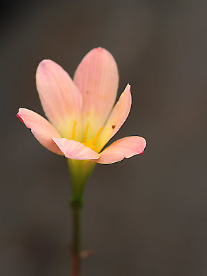 ZEPHYRANTHES 'KRAKATAU'