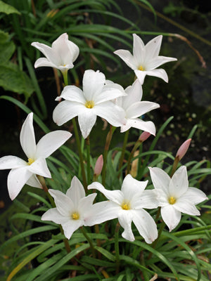 ZEPHYRANTHES 'LA BUFA ROSA'