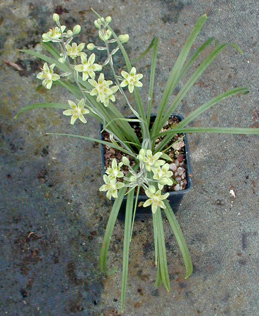 ZIGADENUS ELEGANS