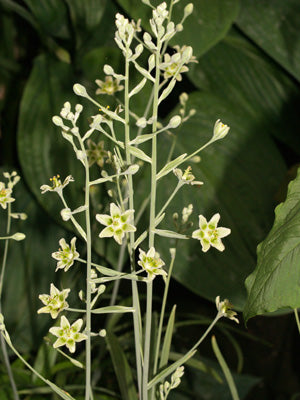 ZIGADENUS NUTTALLII