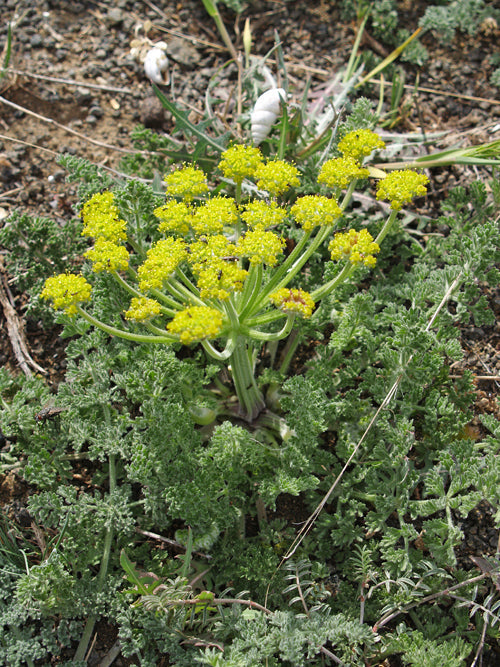 ZOSIMA ABSINTHIFOLIA