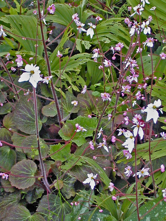 SAXIFRAGA STOLONIFERA 'MAROON BEAUTY'