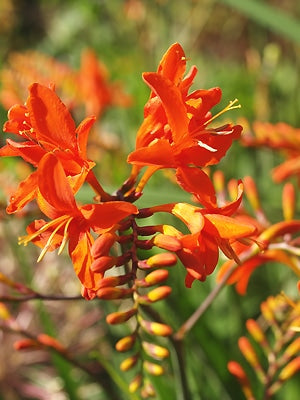 CROCOSMIA MASONIORUM from Margaret Owen
